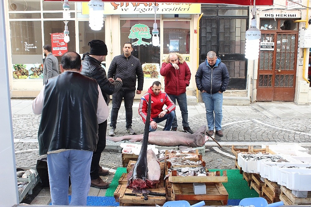 İki buçuk metrelik kılıç balığı ilgi görüyor BALIKÇILIK Kaptan Haber