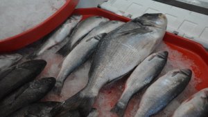 2 kilogramlık çipura 100 TL