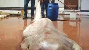 Antalya'da balıkçıların ağına canavar takıldı