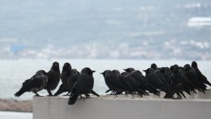 Bandırma'yı kargalar istilâ etti