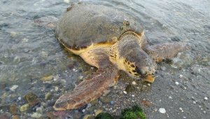 Çanakkale'de sahile caretta caretta vurdu