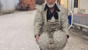 Dev yaban arısı yuvası şaşırtıyor
