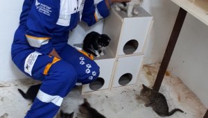 Hayvanlara karşı işlenen suçlar kabahat değil suç sayılmalı