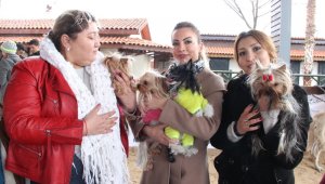 Köpek Irkları Yarışması ikinci gününde