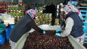 Zayıflatan "eşek" zeytini el yakıyor