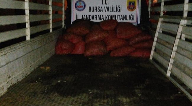 300 kilo midye ele geçirildi