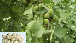 Ginkgo bilobanın bilinmeyen faydaları