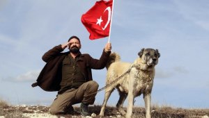 Kangal köpekleri Zeytin Dalı Harekatı'na hazır
