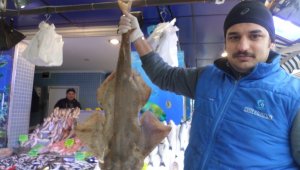 Marmara Denizi'nde balıkçı ağlarına köpekbalığı takıldı