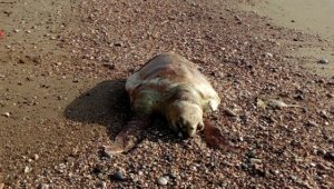Mersin'de Caretta Caretta sahile vurdu
