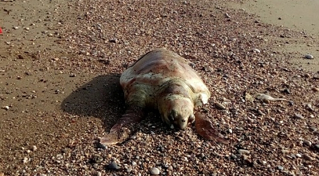 Mersin'de Caretta Caretta sahile vurdu
