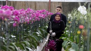 Sevgililerin orkidesi Antalya'dan
