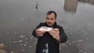 Balıklar karaya vurdu