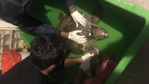 Didim'de bulunan yaralı caretta caretta antibiyotik ve serum tedavisi ile kendine geldi