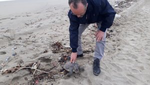 Sahilde ölü caretta caretta bulundu