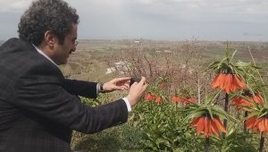 - Van'da 'hüzün çiçeği' ters laleler açtı