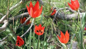 Bu çiçeği koparan yandı: Cezası 48 bin TL