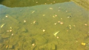 Kanallarda korkutan balık ölümleri