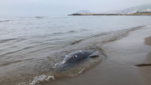 Karadeniz'de son 11 günde 37 yunus karaya vurdu