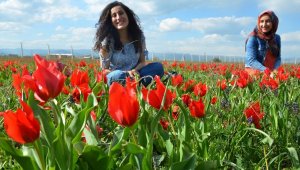 Muş Lalesi göz kamaştırıyor