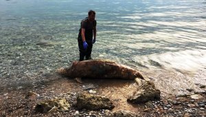 Ölü Akdeniz foku kıyıya vurdu