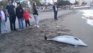 Yılmaz: "Yunus ölümleri balıkçı ağlarından kaynaklanıyor"