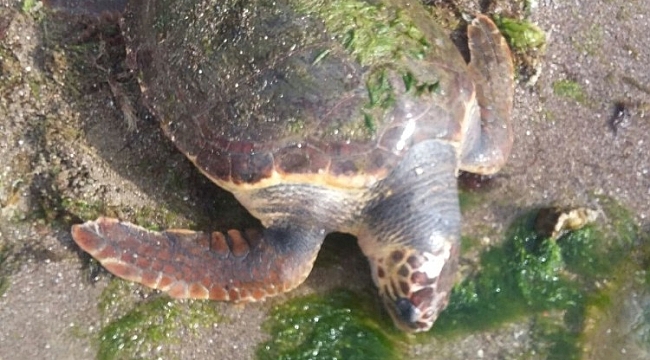 Çanakkale'de sahile ölü Caretta Caretta vurdu
