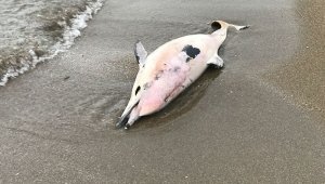 Karadeniz'de yunus ölümleri sürüyor