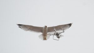 Martıların drone ile imtihanı