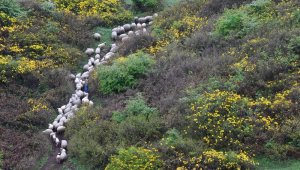 Ordu'nun yaylaları büyülüyor