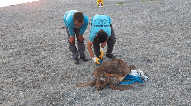 70 kilo ağırlığındaki caretta caretta Alanya sahiline vurdu