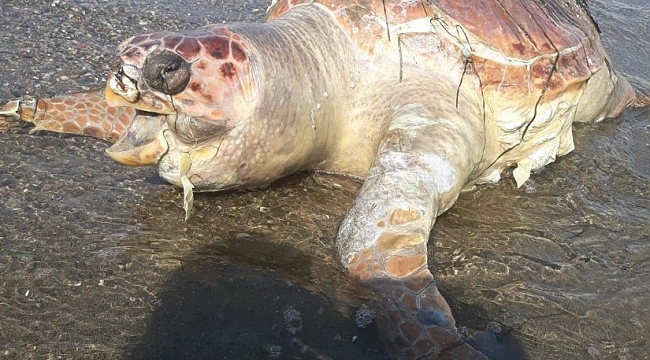 Ölü caretta caretta kıyıya vurdu