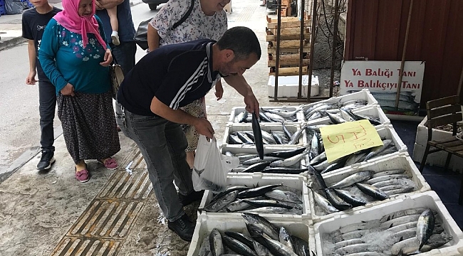 Karadeniz'de palamut bolluğu