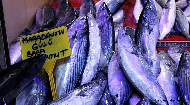 Balık, Karadeniz'den Ege ve Akdeniz'e göç ediyor