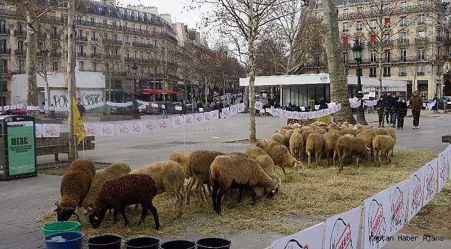 Paris'in ortasında koyunlu gösteri