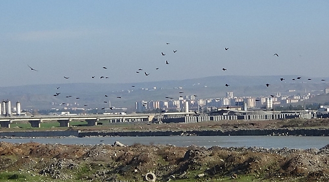 Göçmen kuşların kış durağı Kantar Köprüsü
