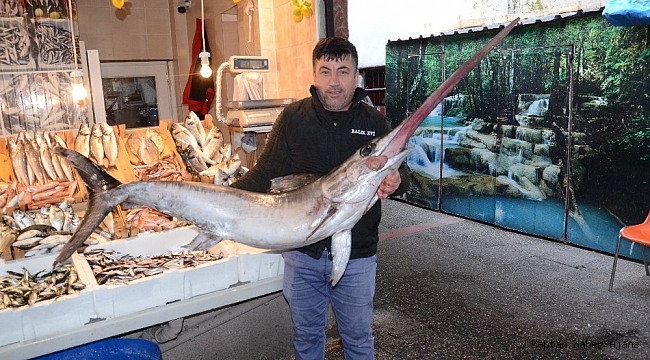 Kılıç balığı koyun fiyatına satıldı