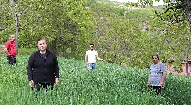 'Artvin buğdayı' coğrafi işaret yolunda