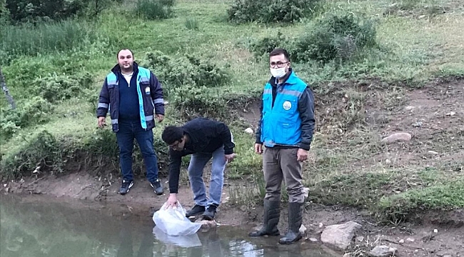 Simav'daki göletlere 40 bin adet pullu sazan balığı yavrusu bırakıldı