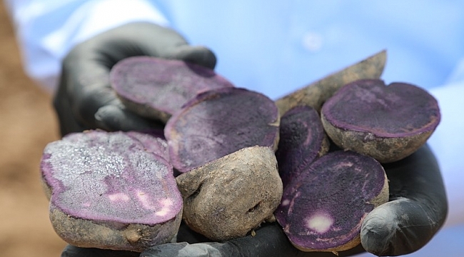 Sivas'ta Mor Patates'in Ekimi Yapıldı
