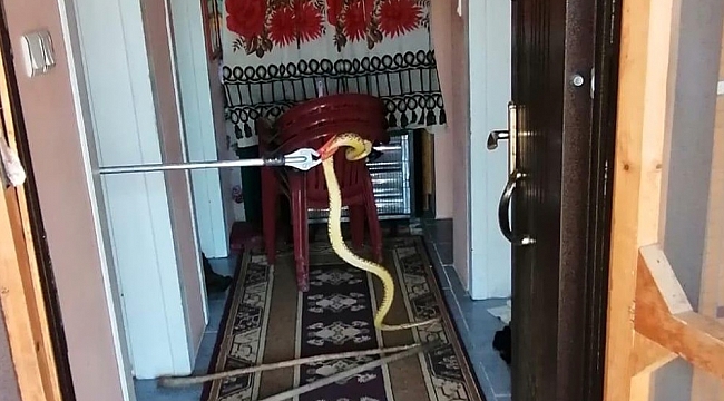 Eve giren 2 metrelik yılan korku dolu anlar yaşattı