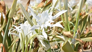 Bu zambağı koparmanın cezası 73 bin lira