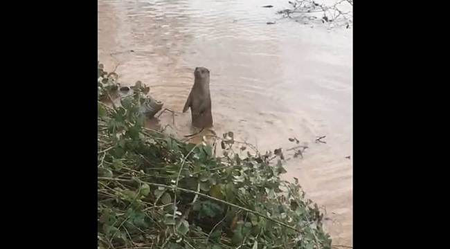 Bartın Irmağı'nda su samuru görüldü