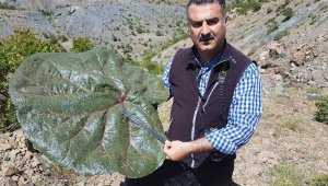 Bilim dünyası yeni bitki türü keşfetti