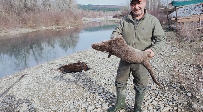 Nesli tükenmekte olan su samurunu tüfekle vurdular