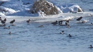 Yeşilbaş ördekler Kars Çayı'nı mesken tuttu