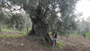 Bin 500 yıllık zeytin ağacı şifa dağıtıyor