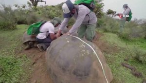 Galapagos Adaları'ndaki dev kaplumbağalar mercek altında