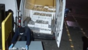 Gürpınar Su Ürünleri Hali'nde canlı deniz böceği ve ıstakoz ele geçirildi