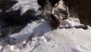 Köpeklerin parçalamaya çalıştığı su samuru son anda kurtuldu